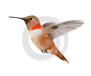 Flying Rufous Hummingbird - Selasphorus rufus.