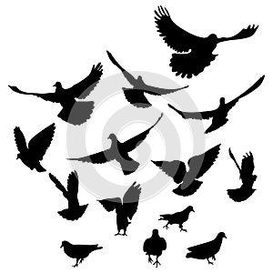 Flying and running birds pigeons, silhouette. Vector illustration