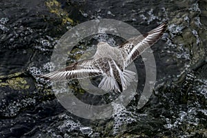 Flying Sanderling shorebird