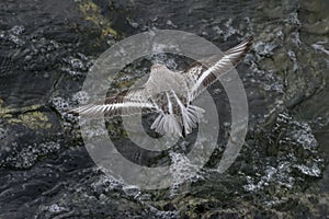 Flying Sanderling shorebird photo