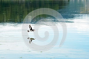 Flying sandpiper at Trondheim fjord, Norway