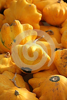 Flying saucer squash