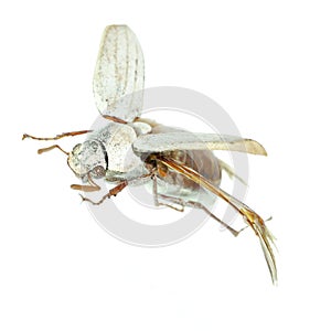 Flying scarab beetle