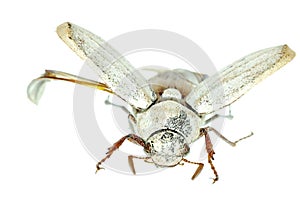 Flying scarab beetle