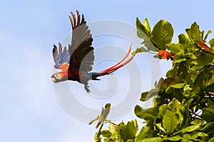 Flying scarlet macaw, Ara macao or Arakanga