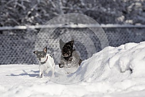 Flying schnauzer