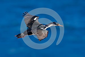 Flying sea bird. Imperial Shag, Phalacrocorax atriceps, cormorant in flight. Dark blue sea and sky with fly bird, Falkland Islands