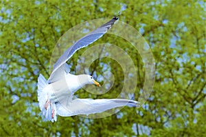 Flying sea gull