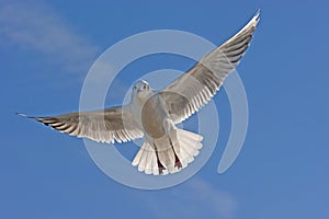 Flying sea gull