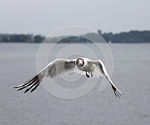 Flying sea gull