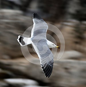 Flying sea-gull