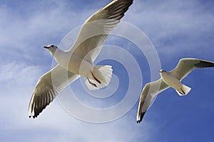 Flying sea gull