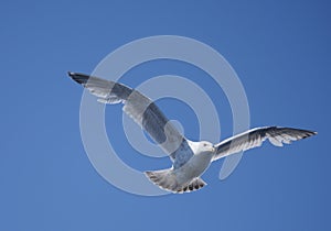 Flying sea gull