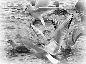 Flying sea-gull in black and white