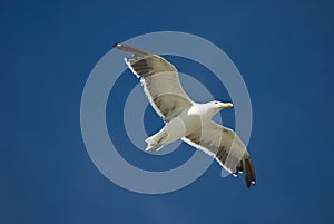 Flying sea gull in blue sky