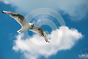 A flying sea gull in the blue sky with white clouds