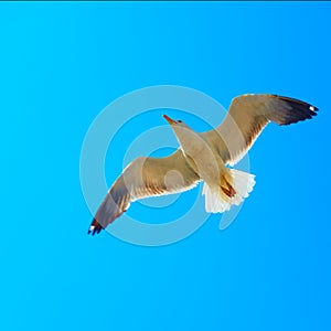 Flying sea gull