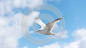 Flying sea gull over a sunny beach