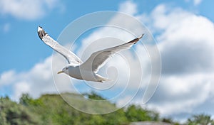 Flying sea gull over a sunny beach