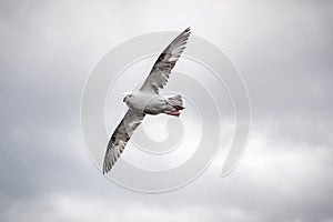 Flying sea gull in the sky