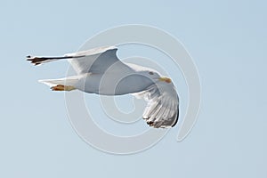 Flying sea gull on the sky