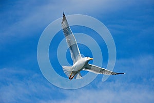 Flying sea gull upfront blue sky photo