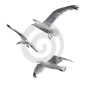 Flying sea gulls