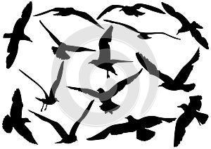 Flying sea-gulls illustration