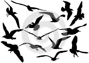 Flying sea-gulls illustration photo