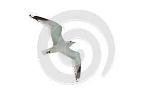 Flying sea gulls isolated on the white