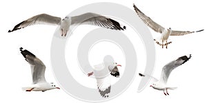 Flying Sea Gulls set, isolated on white background photo
