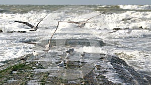 Flying sea-gulls and wild sea