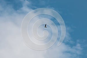 Flying sea mew in the cloudy blue sky