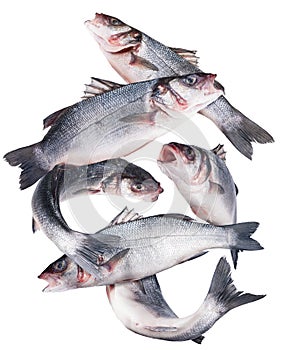 Flying seabass fishes on white background. Clipping path