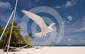 Flying seabird photo