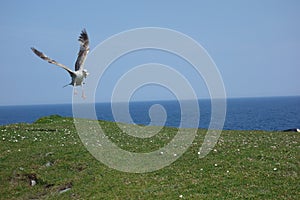 Flying seabird with a catched shell in its beak . Bird in flight modus . Seagull with fish in mouth photo