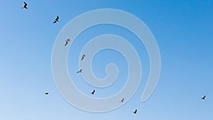 Flying seabirds in blue sky of Oman, seagulls in flight