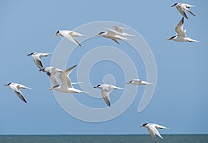 Flying seabirds. The roseate tern Sterna dougallii is a tern in the family Laridae.