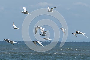 Flying seabirds. The roseate tern Sterna dougallii is a tern in the family Laridae. Boipeba, Brazil.