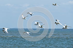 Flying seabirds. The roseate tern Sterna dougallii is a tern in the family Laridae. Boipeba, Brazil.