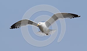 Flying seagul