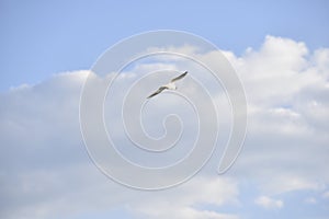 Flying seagul with the sky on the background