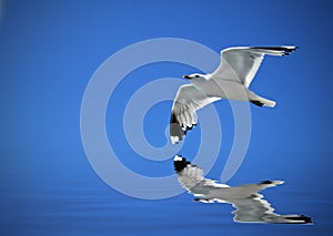 Flying seagull