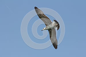 Flying seagull