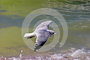 Flying Seagull