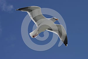 Flying Seagull