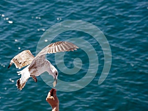 Flying seagull