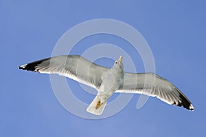 Flying Seagull