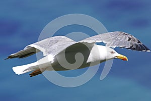 Flying seagull