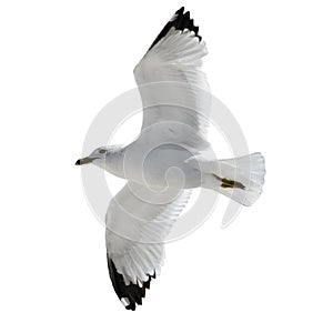 Flying Seagull